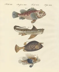 Pesce con una forma strana
