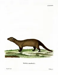 Pekania