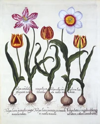 Cinque tulipani, da Hortus Eystettensis, di Basil Besler, pub. 1613