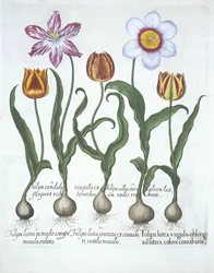 Cinque Tulipani, da Hortus Eystettensis, di Basil Besler (1561-1629) pubblicato nel 1613