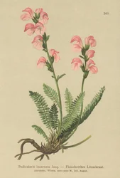 Pedicularis incarnata