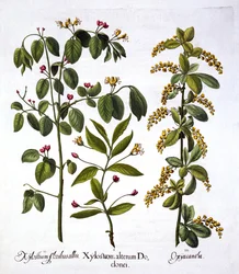 Caprifoglio volante e biancospino, da Hortus Eystettensis, di Basil Besler, pub. 1613