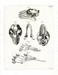 Teschio di lemure volante