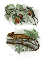 Lucertola volante