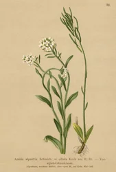 Arabetta delle Alpi (Arabis alpestris, Arabis ciliata)