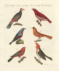 Uccelli esotici belli