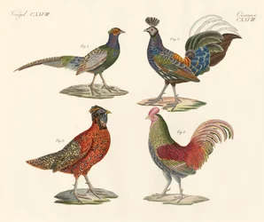 Uccelli stranieri