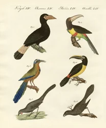 Uccelli stranieri
