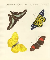 Farfalle straniere