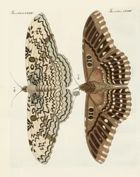 Farfalle straniere (incisione colorata)