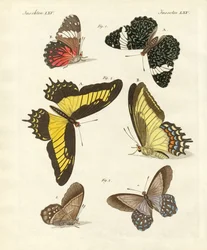 Farfalle straniere
