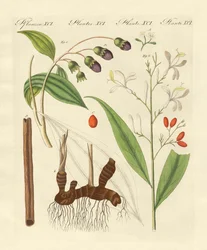 Spezie straniere