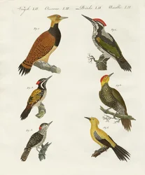 Picchi stranieri