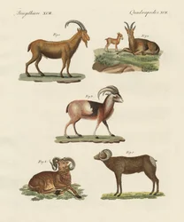 Animali quadrupedi