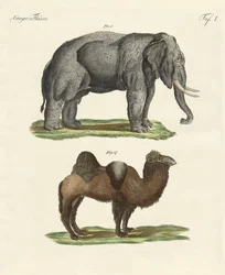 Animali quadrupedi
