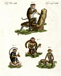 Quattro tipi di scimmia