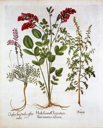 Sulla, erba medica e geranio piumato, da Hortus Eystettensis, di Basil Besler, pub. 1613