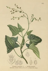 Rumex scutatus
