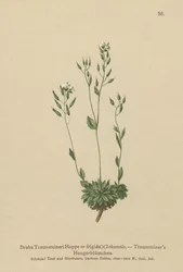 Draba frigida (Draba traunsteineri, Draba frigida)