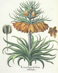 Fritillaria: Corona Imperialis, dal Hortus Eystettensis di Basil Besler, pub. 1613