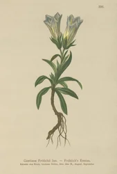 Genziana di Froelich (Gentiana Froelichii)