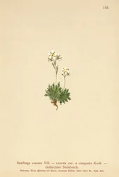 Sassifraga solcata (Saxifraga exarata, Saxifraga exarata var. compacta, Saxifraga exarata ssp. moschata)