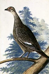 Uccello selvatico, c.1740