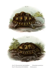 Tartaruga geometrica