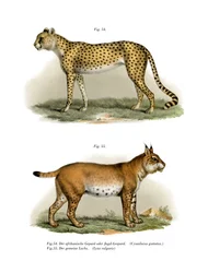 Ghepardo, 1860