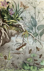 Insetti acquatici tedeschi e pattinatori d