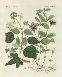 Pianta sempreverde tedesca