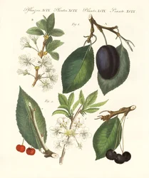 Tipi di frutti tedeschi