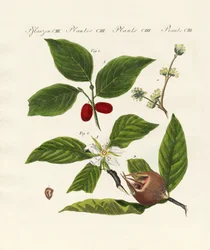 Tipi di frutti tedeschi