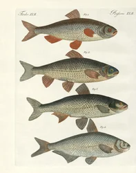 Pesci di fiume tedeschi