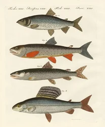 Pesci di fiume tedeschi
