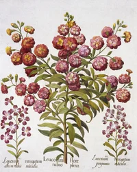 Garofano, da Hortus Eystettensis, di Basil Besler, pub. 1613