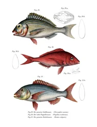Orata