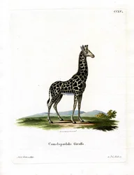 Giraffa
