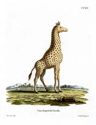 Giraffa