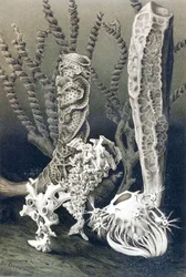 Spugne di vetro, tavola da "Brehms Tierleben: Allgemeine Kunde des Tierreichs", vol.10, p.653, pubblicato da Bibliographisches Institut