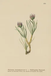 Raponzolo a testa globosa (Phyteuma hemisphaericum)