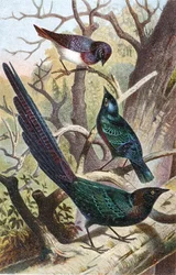 Storni Lucidi, tavola da "Brehms Tierleben: Allgemeine Kunde des Tierreichs", vol 4, p. 392, pubblicato da Bibliographisches Institut