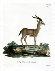 Gazzella gozzuta