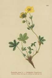 Cinquefoil dorato
