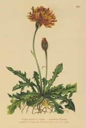 Crepis dorata (Crepis aurea)