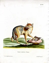 Sciacallo dorato