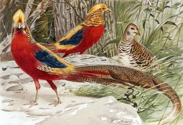 Fagiano dorato, tavola da "Brehms Tierleben: Allgemeine Kunde des Tierreichs", vol. 5, p. 588, pubblicato da Bibliographisches Institut