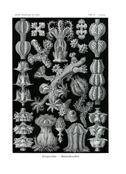 Gorgonidi