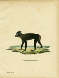 Macaco di Gorontalo