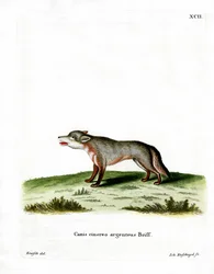 Volpe grigia